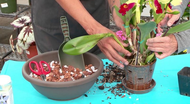 When should an orchid be repotted?