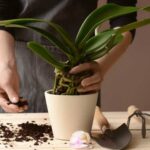 How to Repot an Orchid