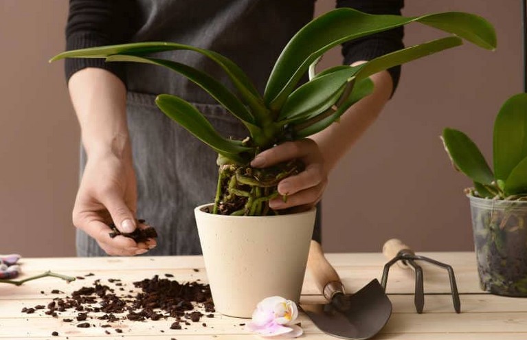 How to Repot an Orchid