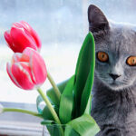 Are Tulips Toxic to Cats?