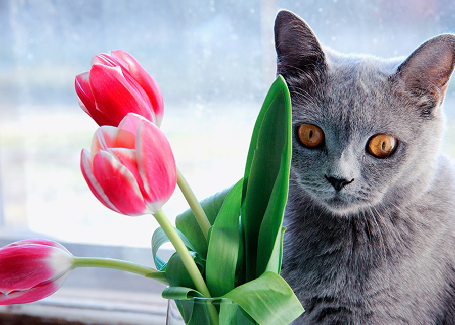 Are Tulips Toxic to Cats?