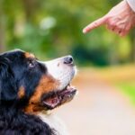 How to Stop Dog Barking