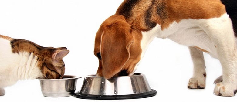 Nutrition For Dogs With Kidney Disease