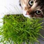 Types of Cat Grass