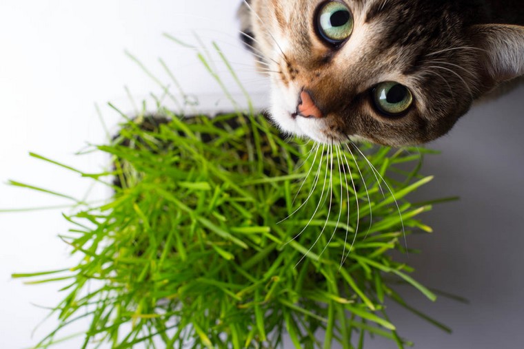 Types of Cat Grass