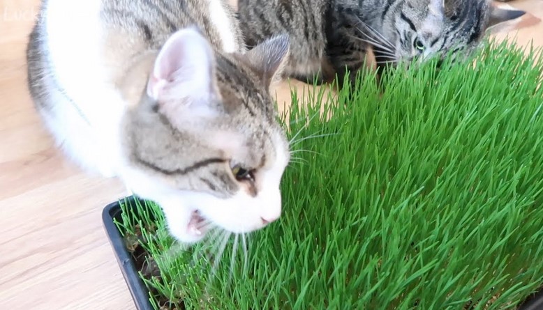 Is cat grass actually good for cats?