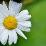 The Meaning of the Daisy Flower