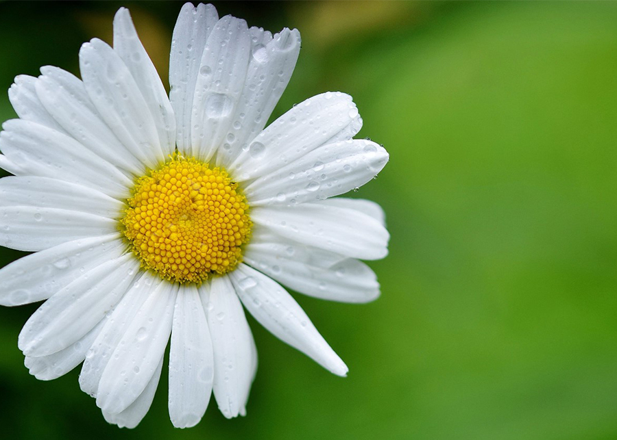 The Meaning of the Daisy Flower