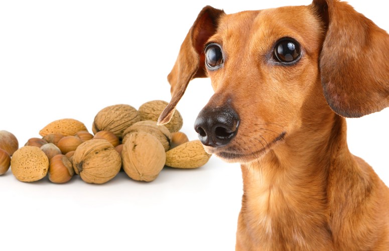 Will a small piece of walnut hurt my dog?