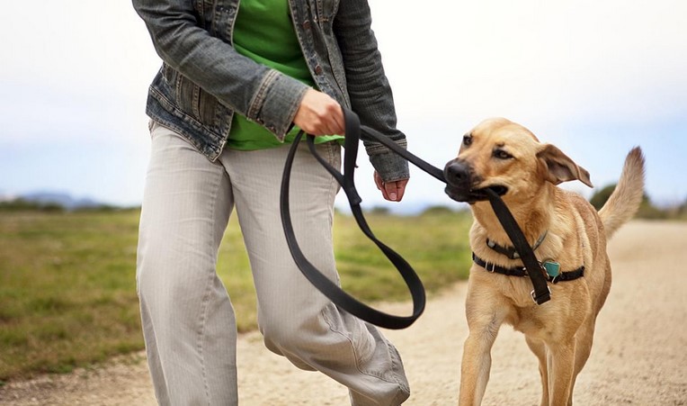 What calms a dog while traveling?