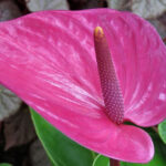 Anthurium Plant Problems