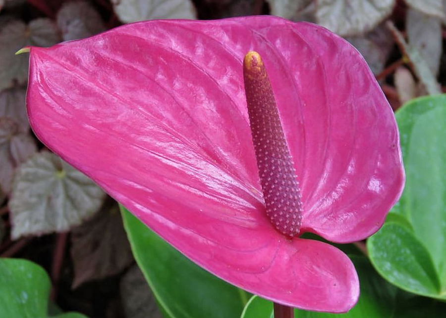 Anthurium Plant Problems