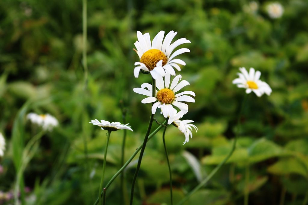 How to Make a Floral Photo or Video for Your Memory