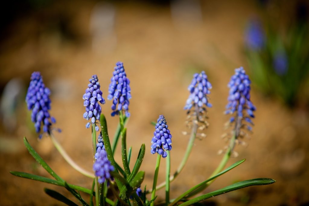 The History and Culture of Snapdragons