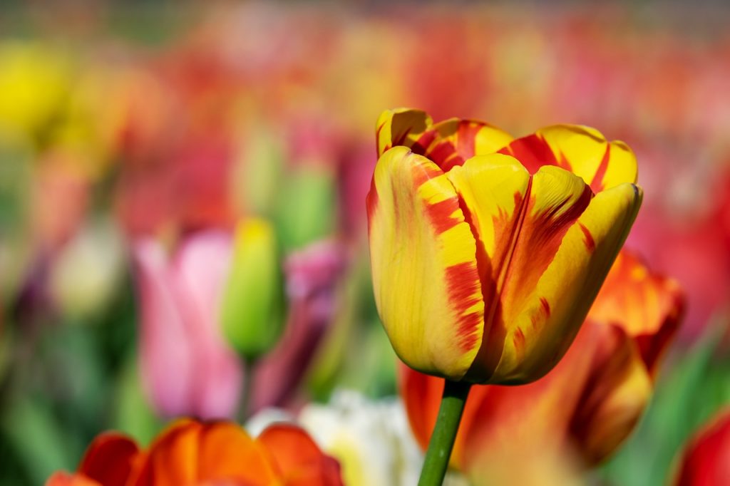 The Best Tulip Varieties for Your Garden