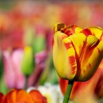 The Best Tulip Varieties for Your Garden