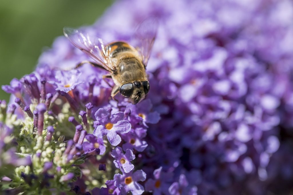 The Lilac: Its Meanings and Symbolism