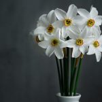 How to Make a Daffodil Centerpiece